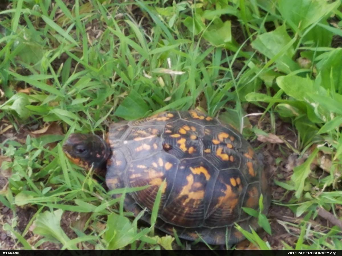 Eastern Box Turtle