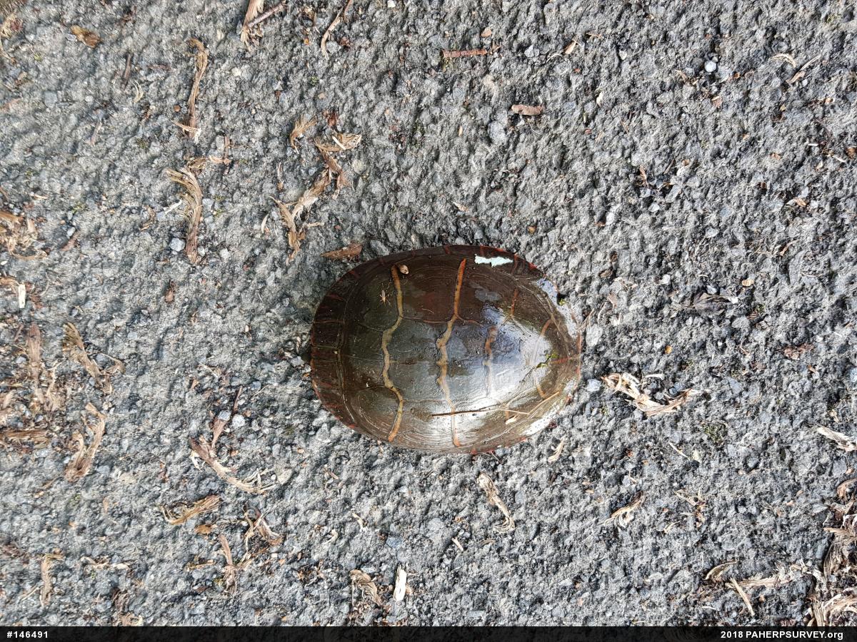 Painted Turtle
