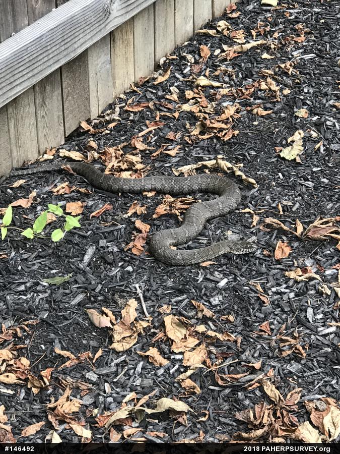 Northern Watersnake