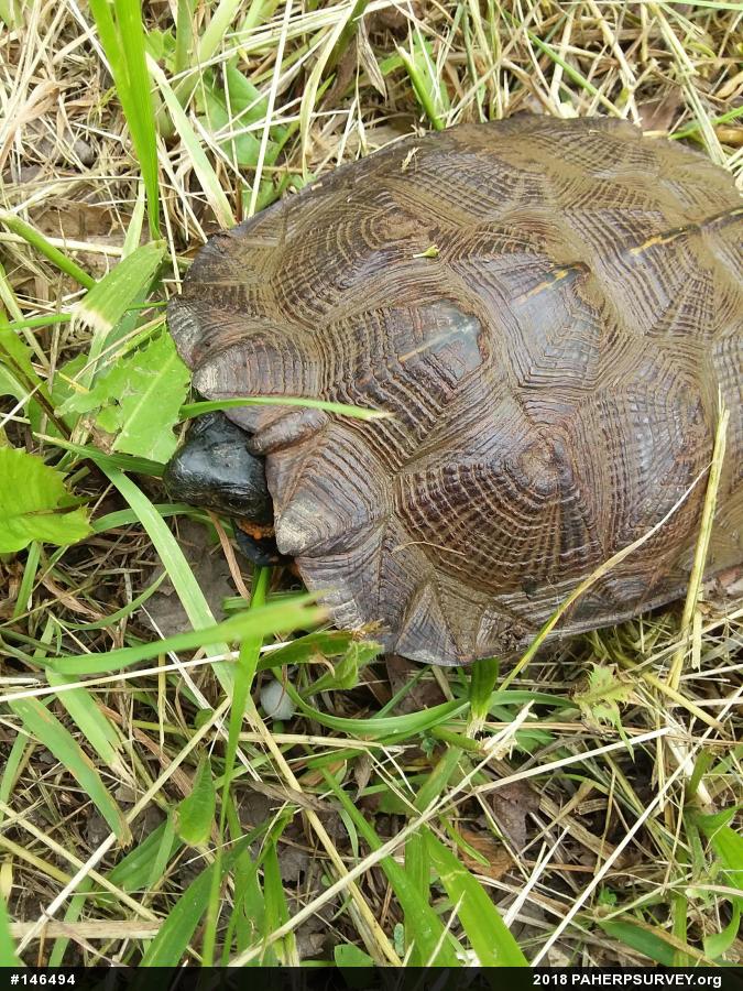 Wood Turtle