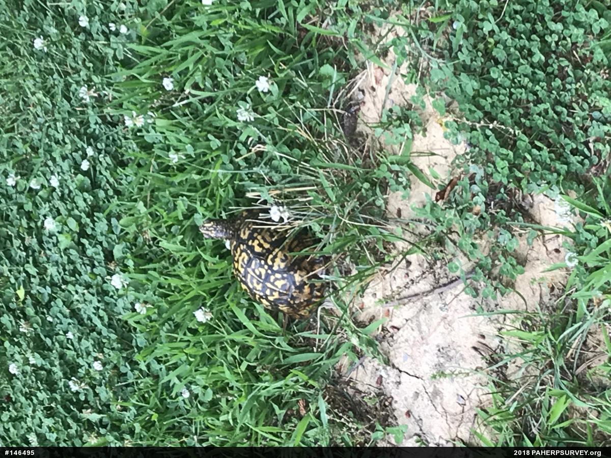 Eastern Box Turtle