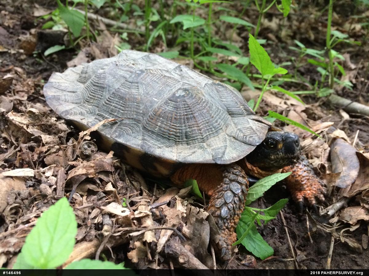 Wood Turtle