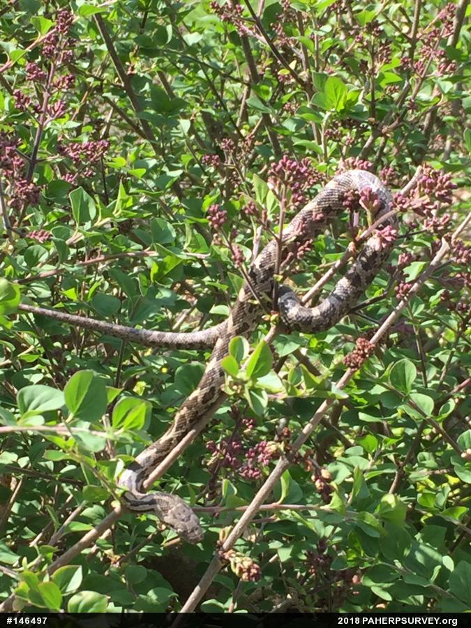 Eastern Ratsnake