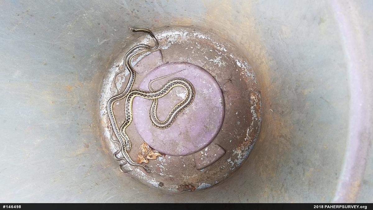 Eastern Gartersnake