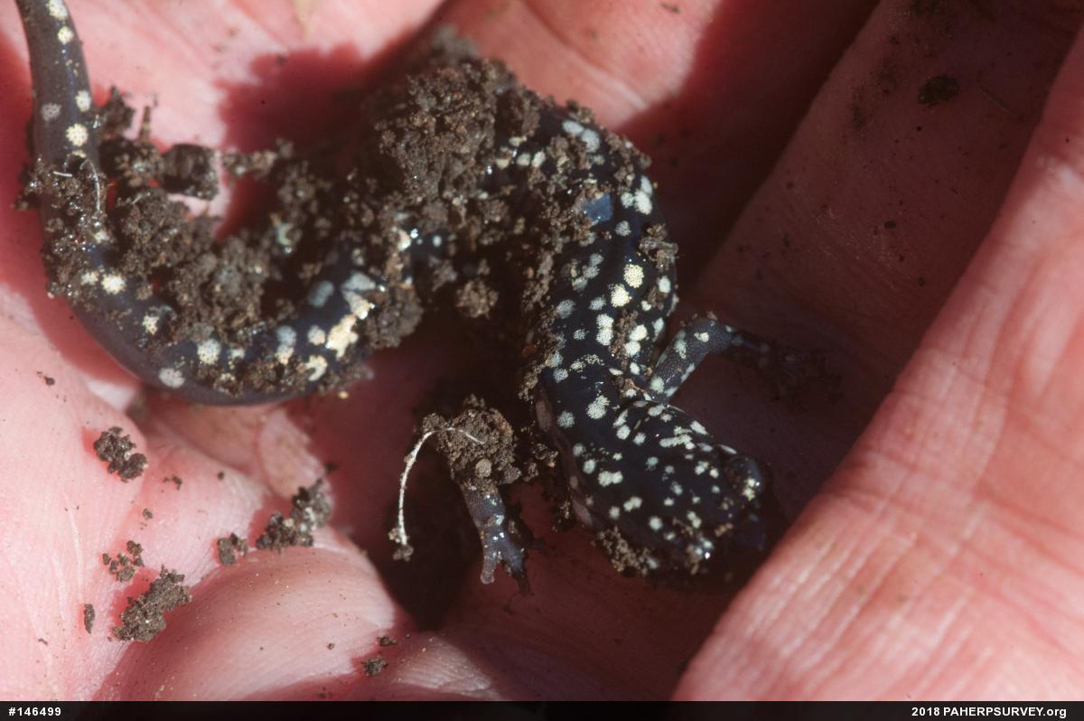 Northern Slimy Salamander