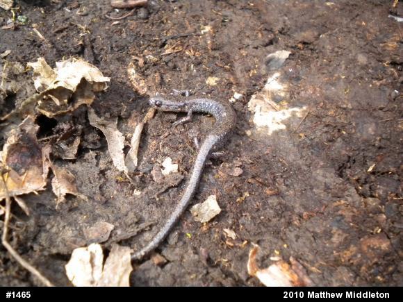 Valley And Ridge Salamander