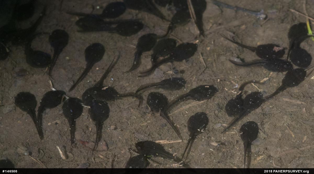 True Toads