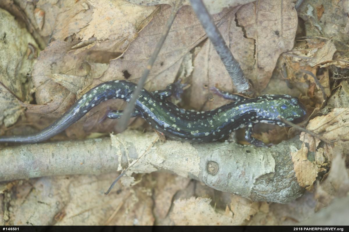 Northern Slimy Salamander