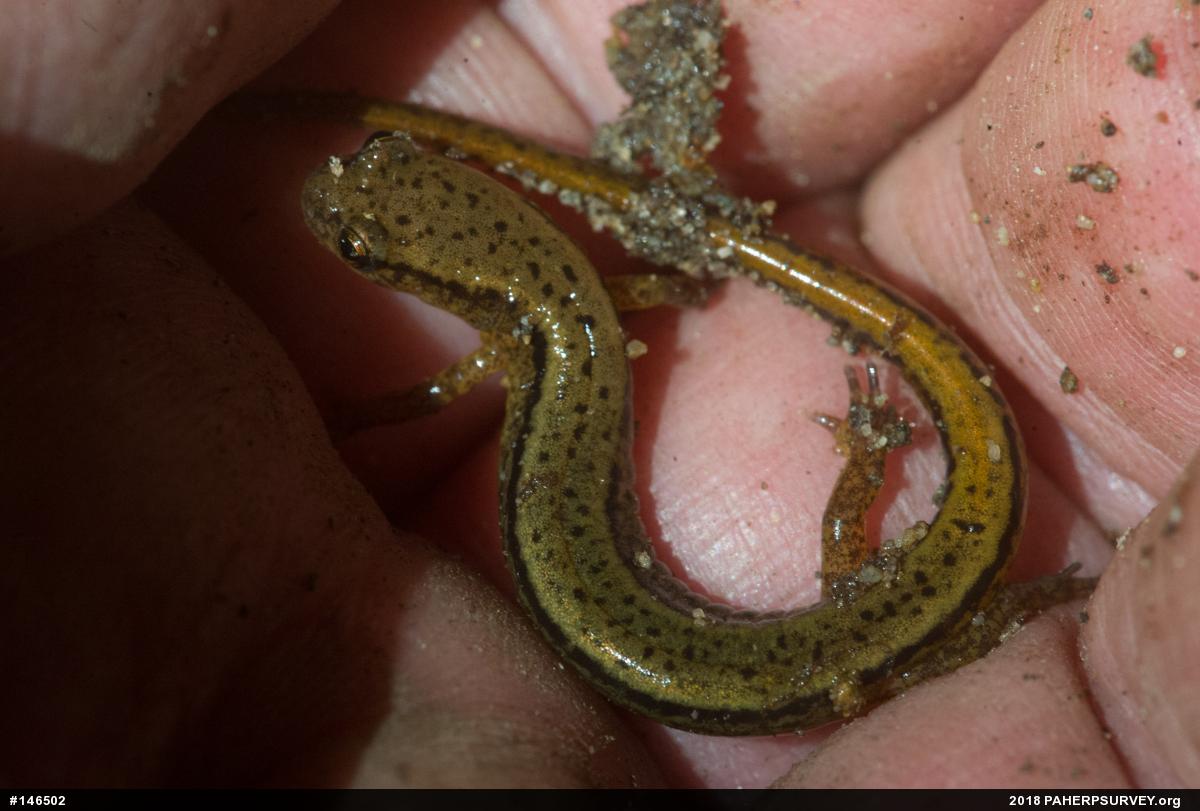 Northern Two-lined Salamander