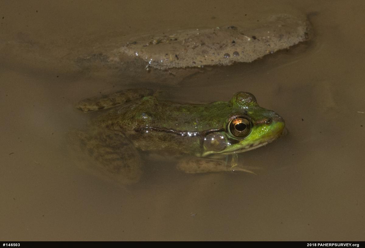 Green Frog