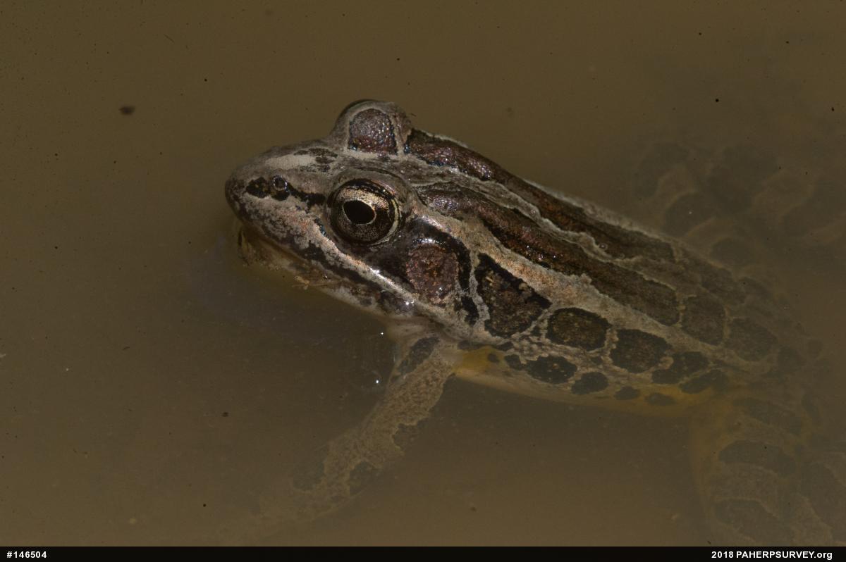 Pickerel Frog