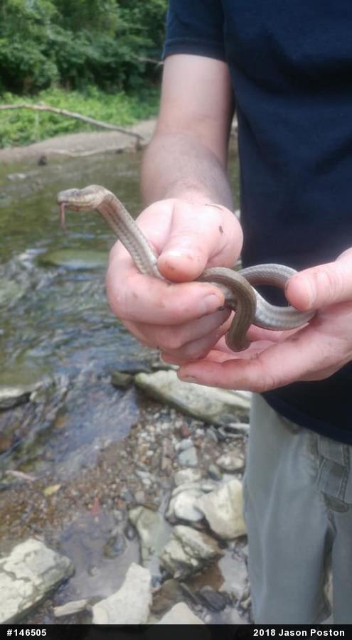 Queensnake
