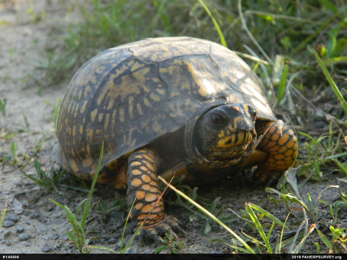Eastern Box Turtle