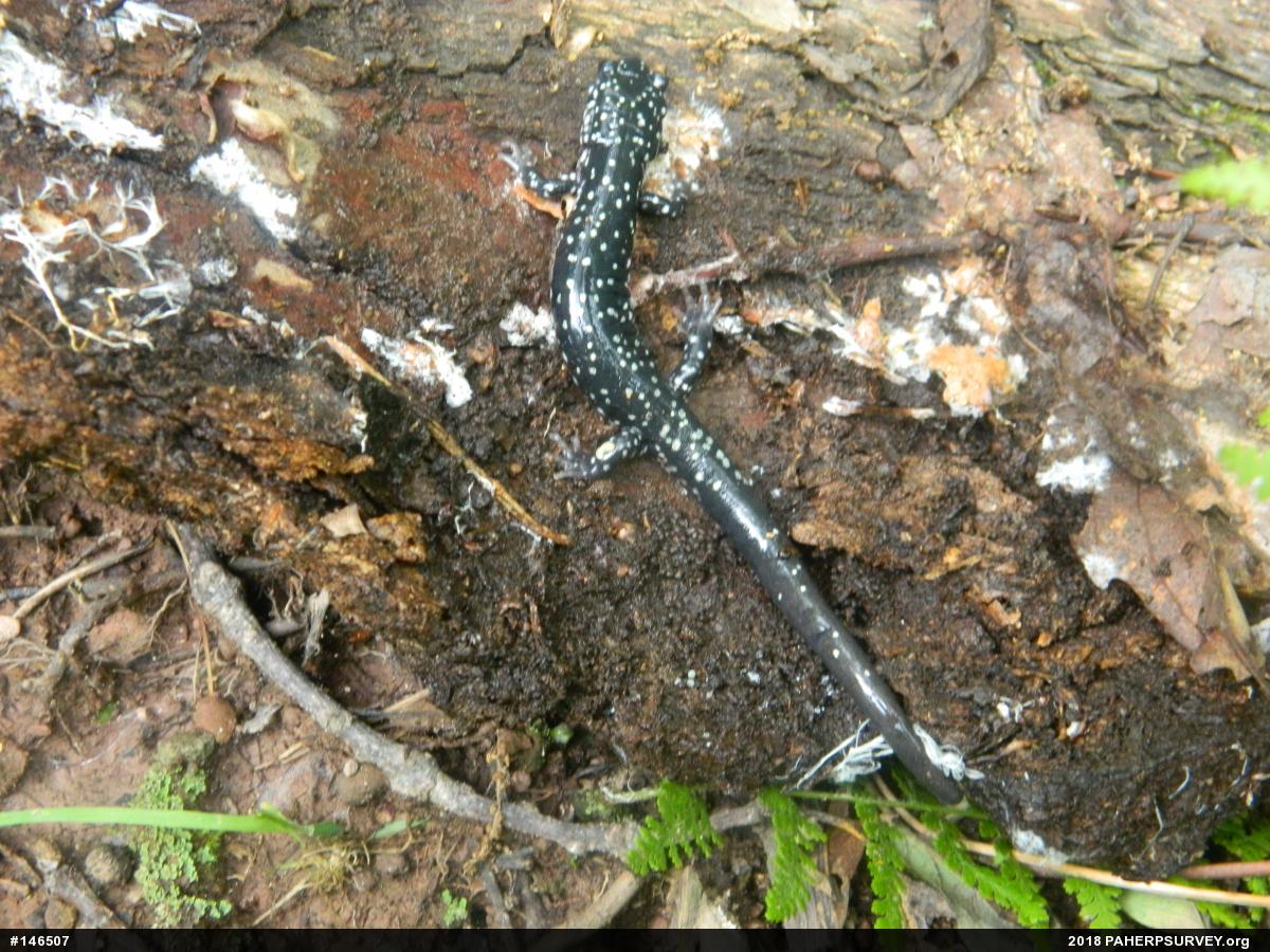 Northern Slimy Salamander