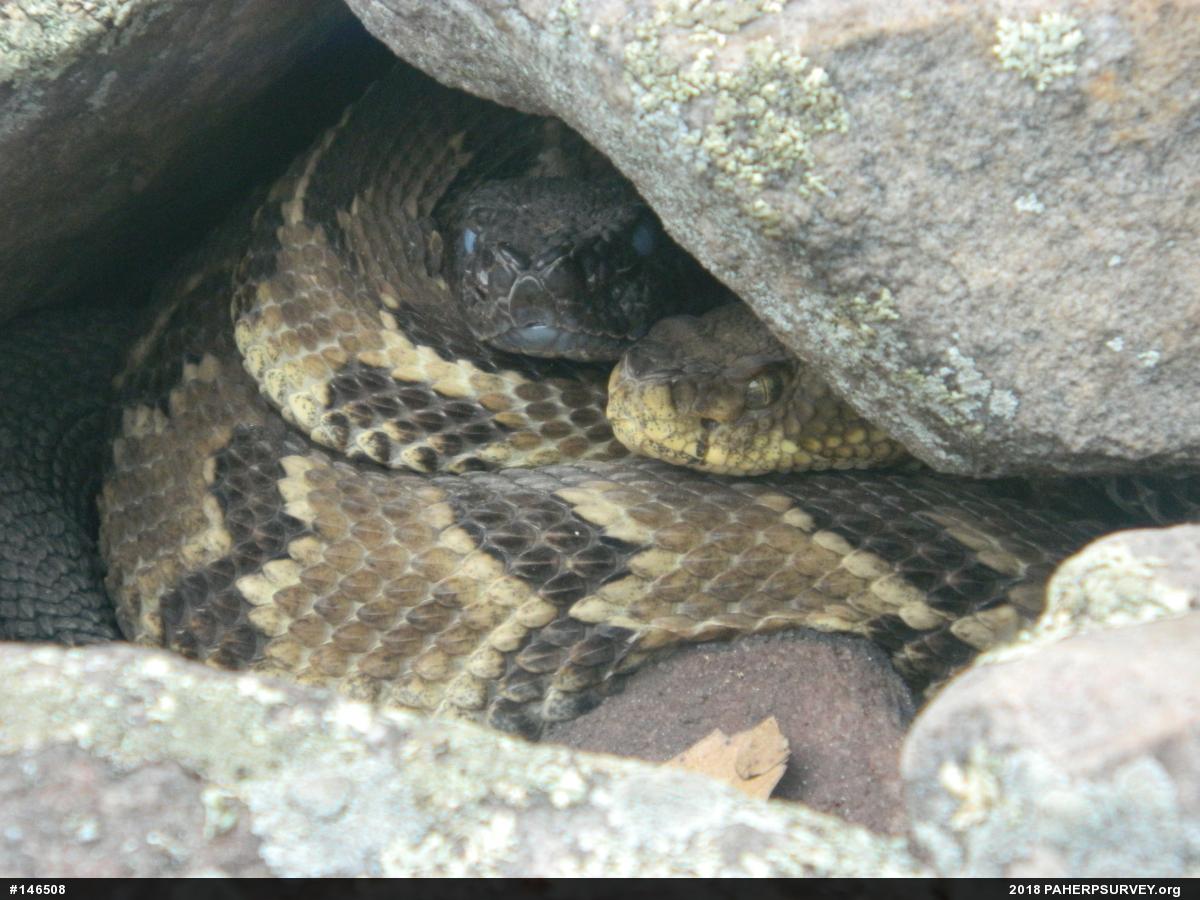 Timber Rattlesnake