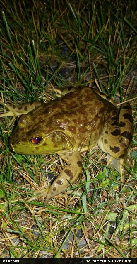 American Bullfrog