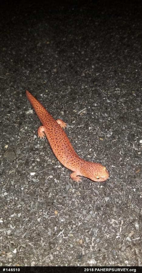 Northern Red Salamander
