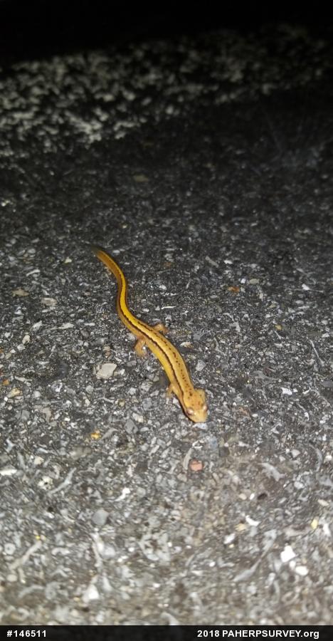 Northern Two-lined Salamander