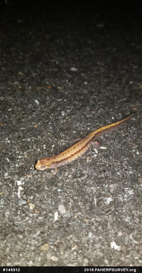Allegheny Mountain Dusky Salamander
