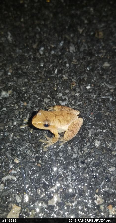 Spring Peeper