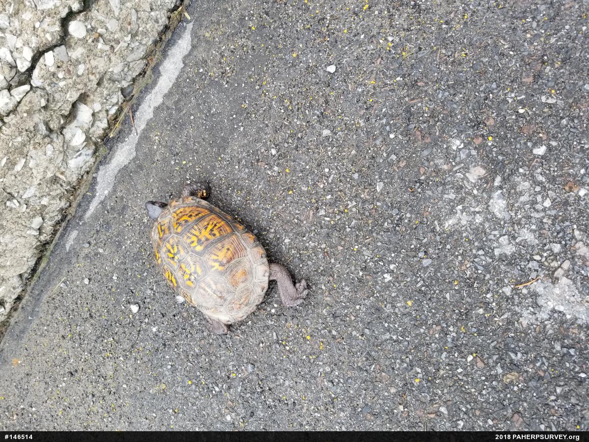 Eastern Box Turtle