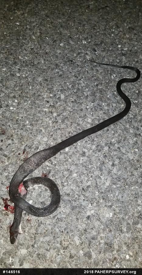 Eastern Ratsnake
