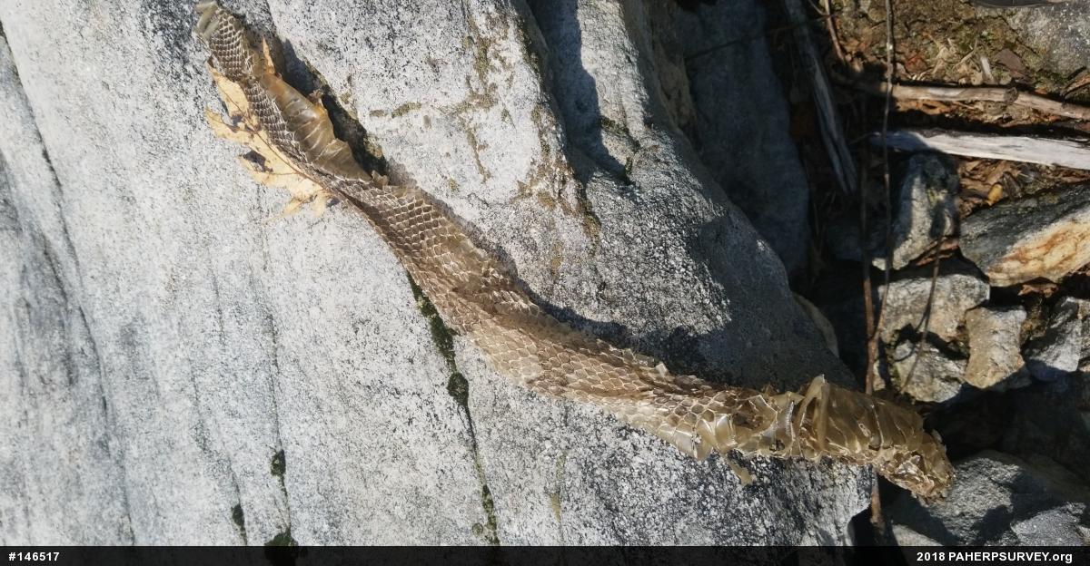 Timber Rattlesnake