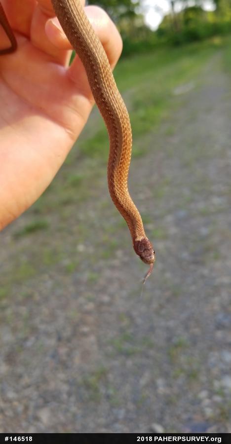 Red-bellied Snake