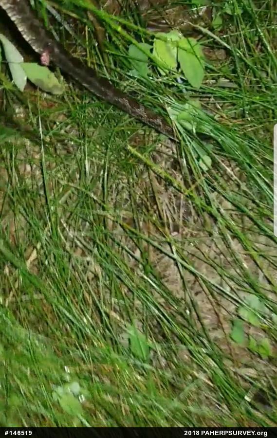 Eastern Ratsnake