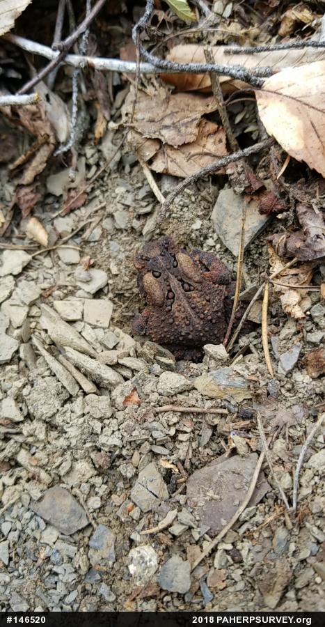 Eastern American Toad