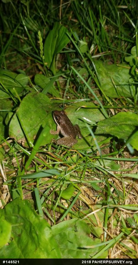 Wood Frog