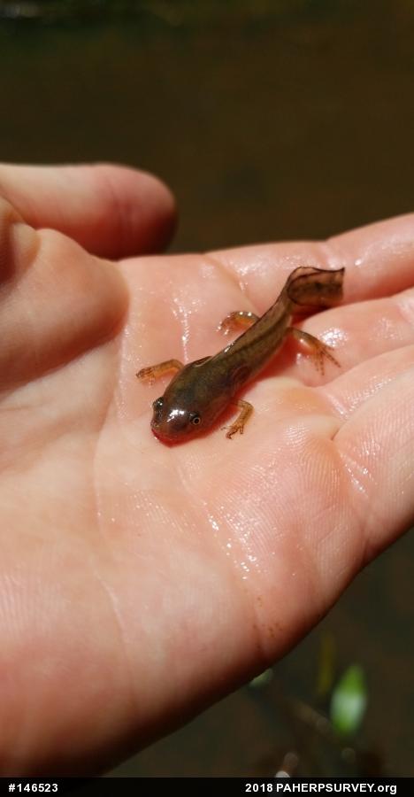 Jefferson Salamander