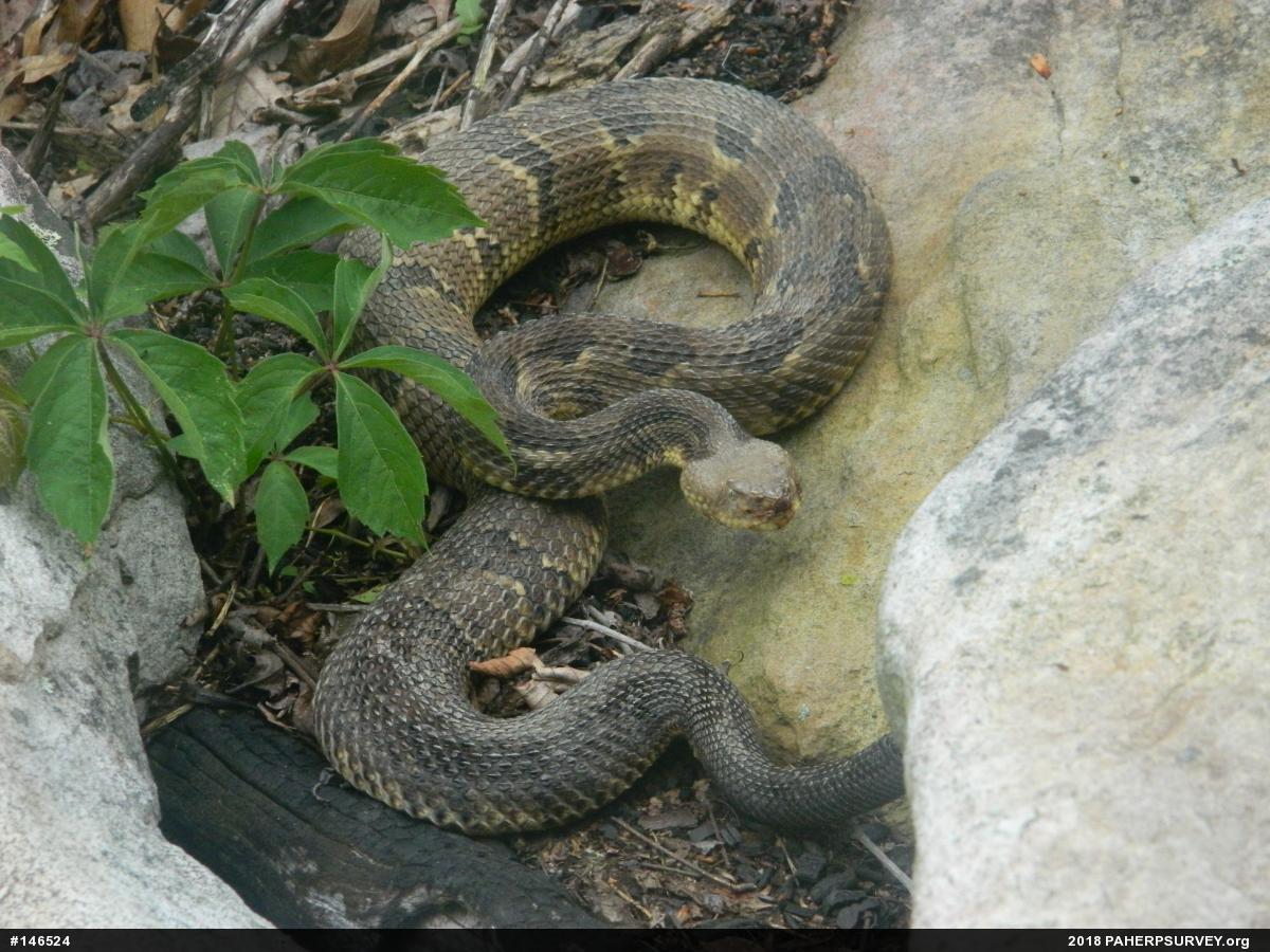 Timber Rattlesnake