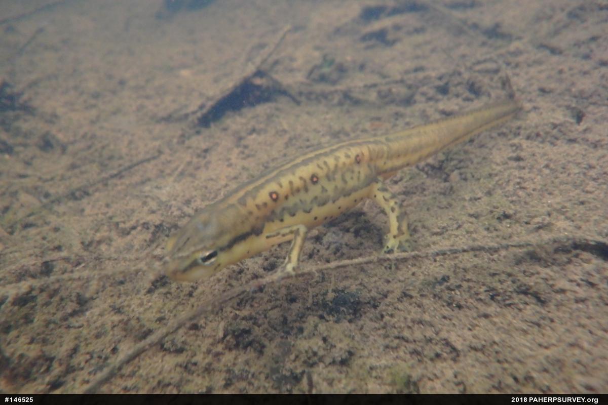 Red-spotted Newt