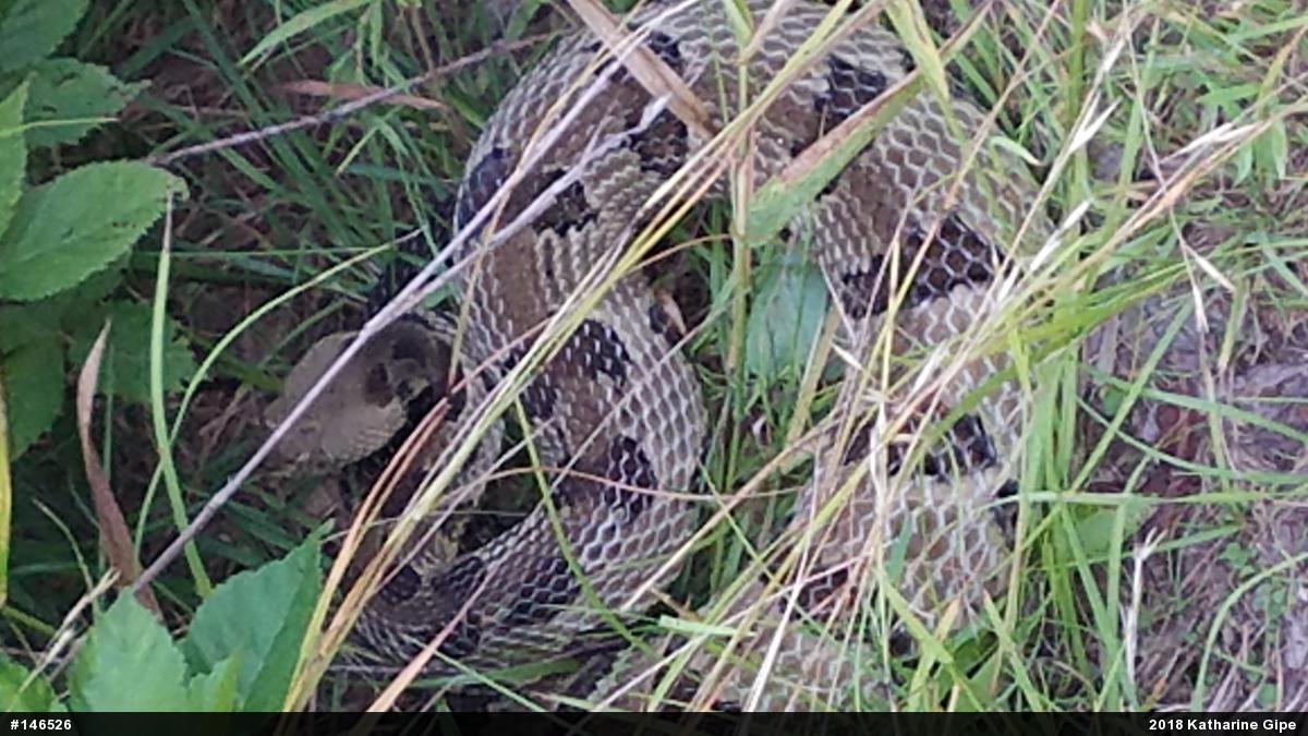 Timber Rattlesnake