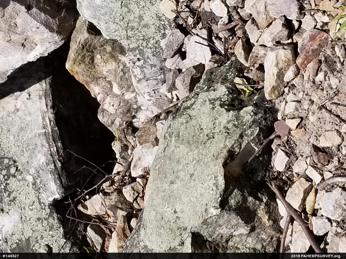 Eastern Fence Lizard
