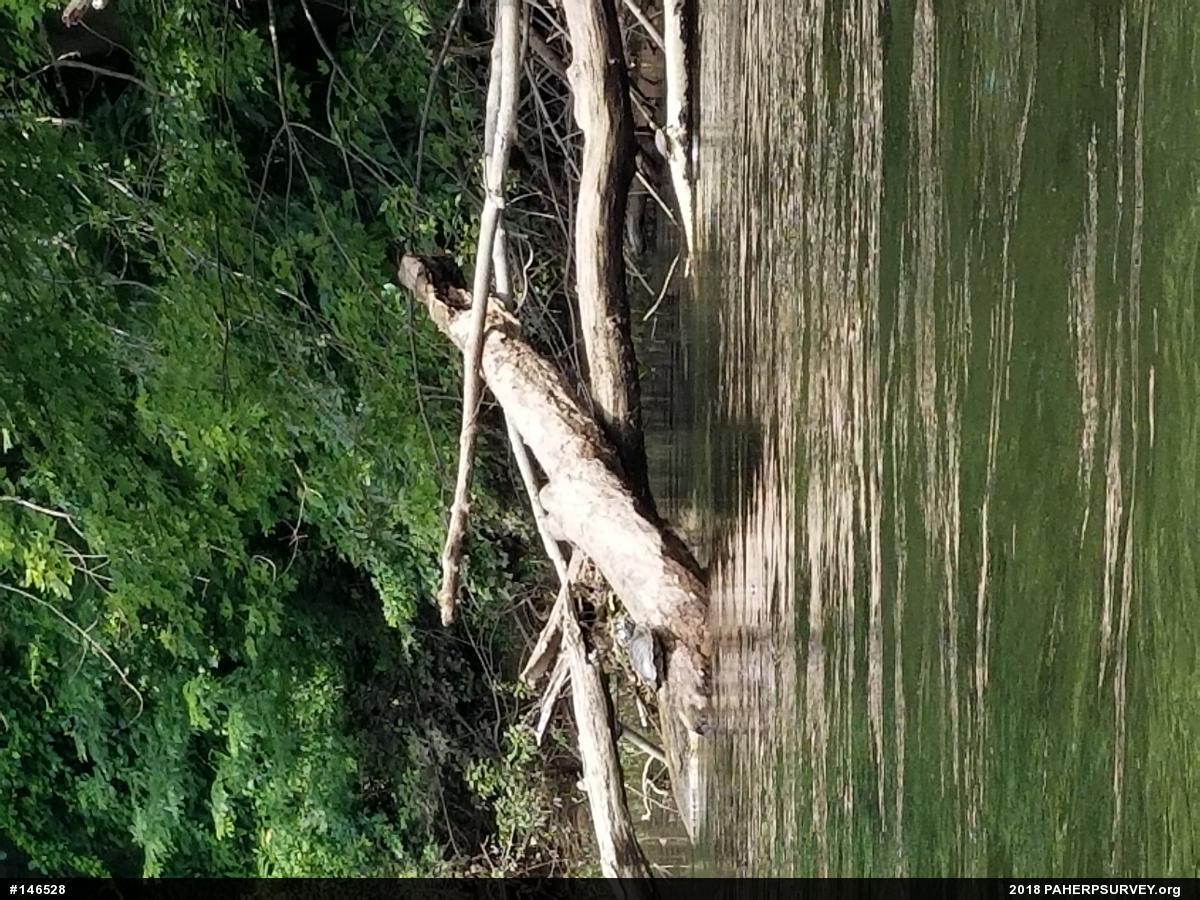 Northern Map Turtle