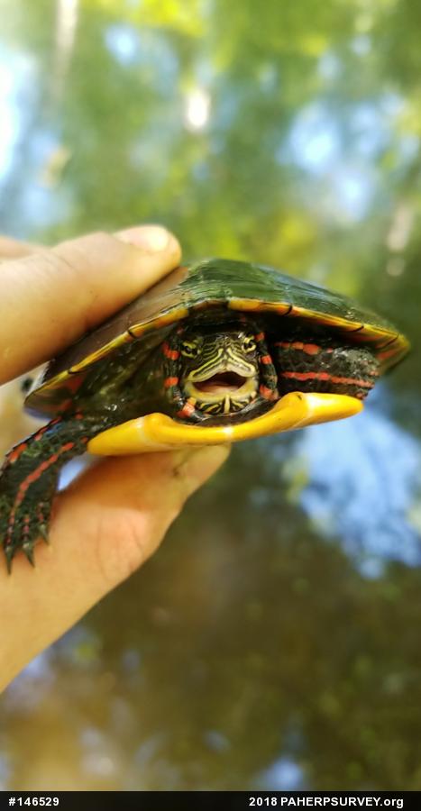 Painted Turtle