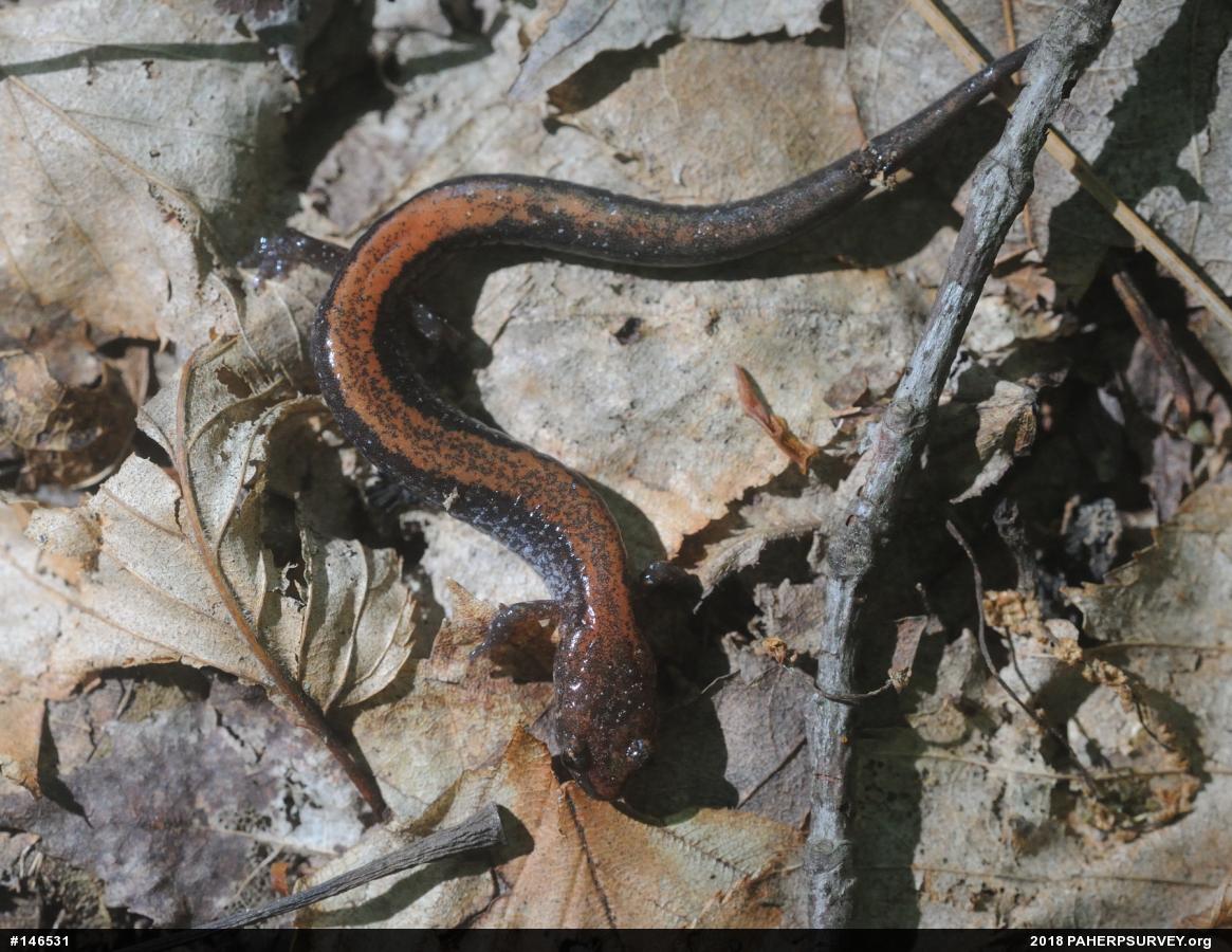 Eastern Red-backed  Salamander