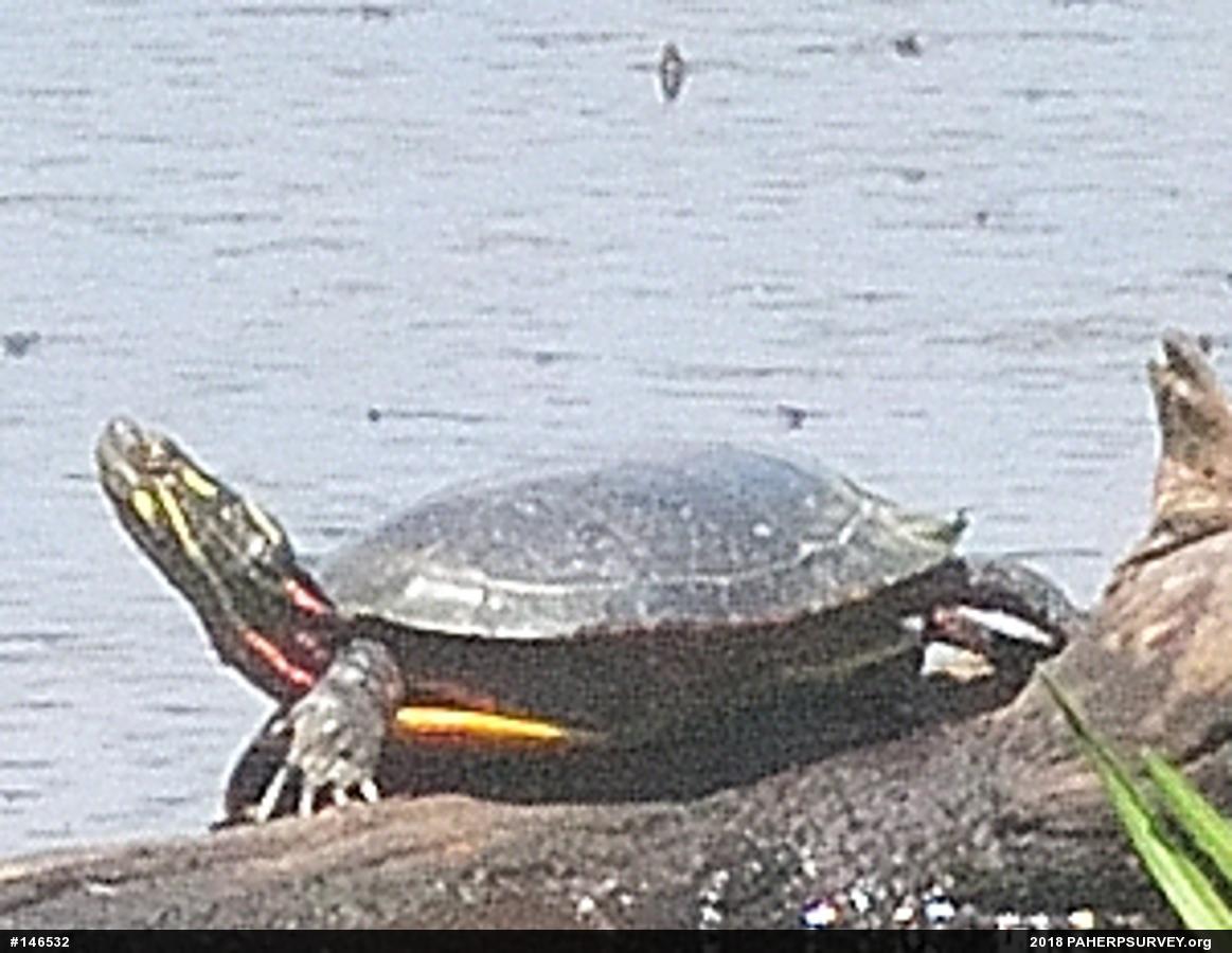 Painted Turtle