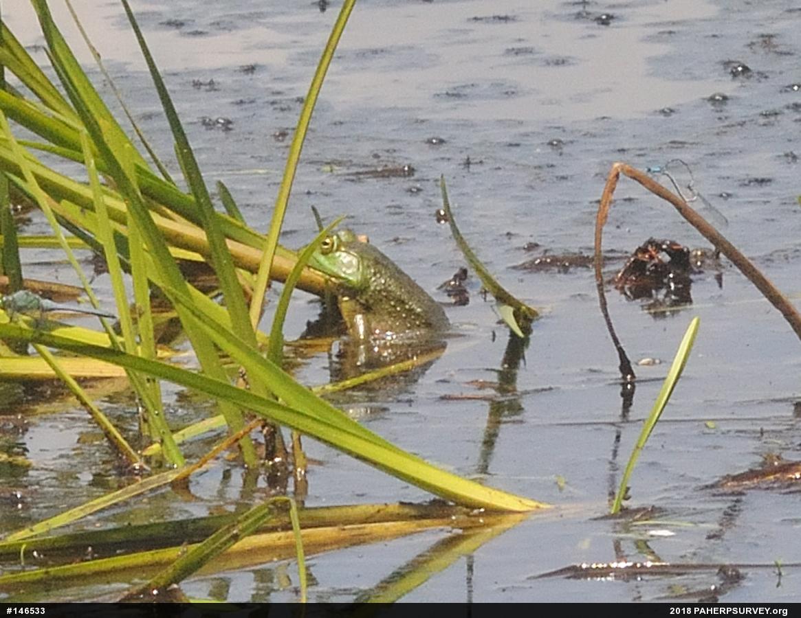 American Bullfrog