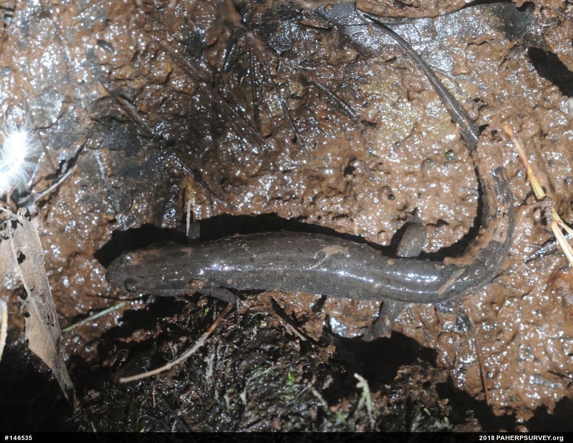 Northern Dusky Salamander