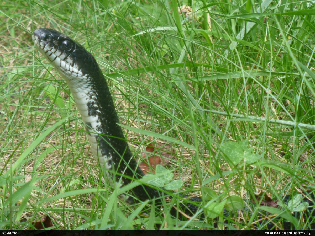 Eastern Ratsnake