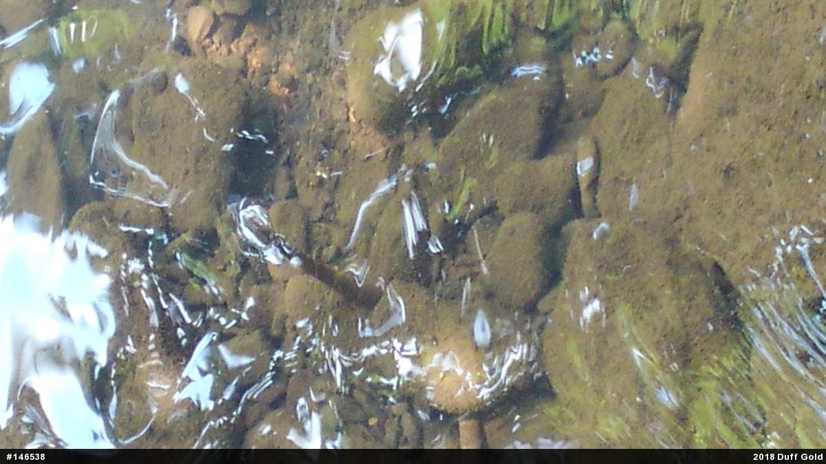 Northern Watersnake