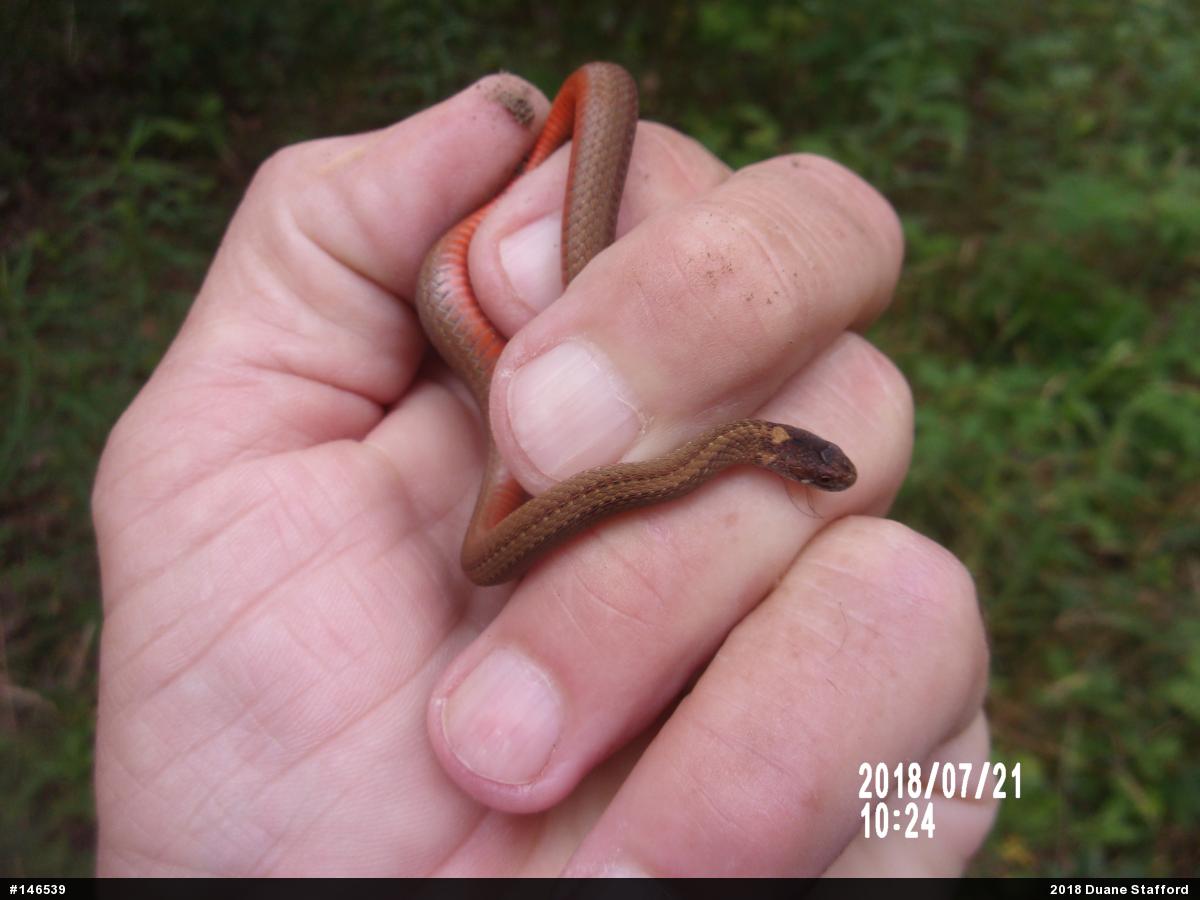 Red-bellied Snake