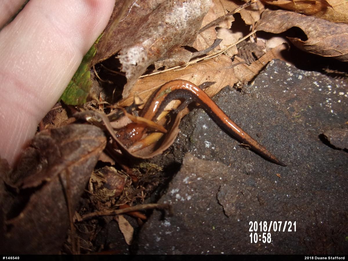 Eastern Red-backed  Salamander