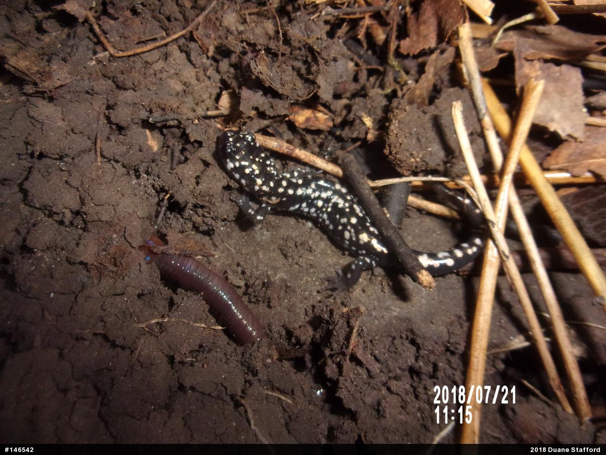 Northern Slimy Salamander