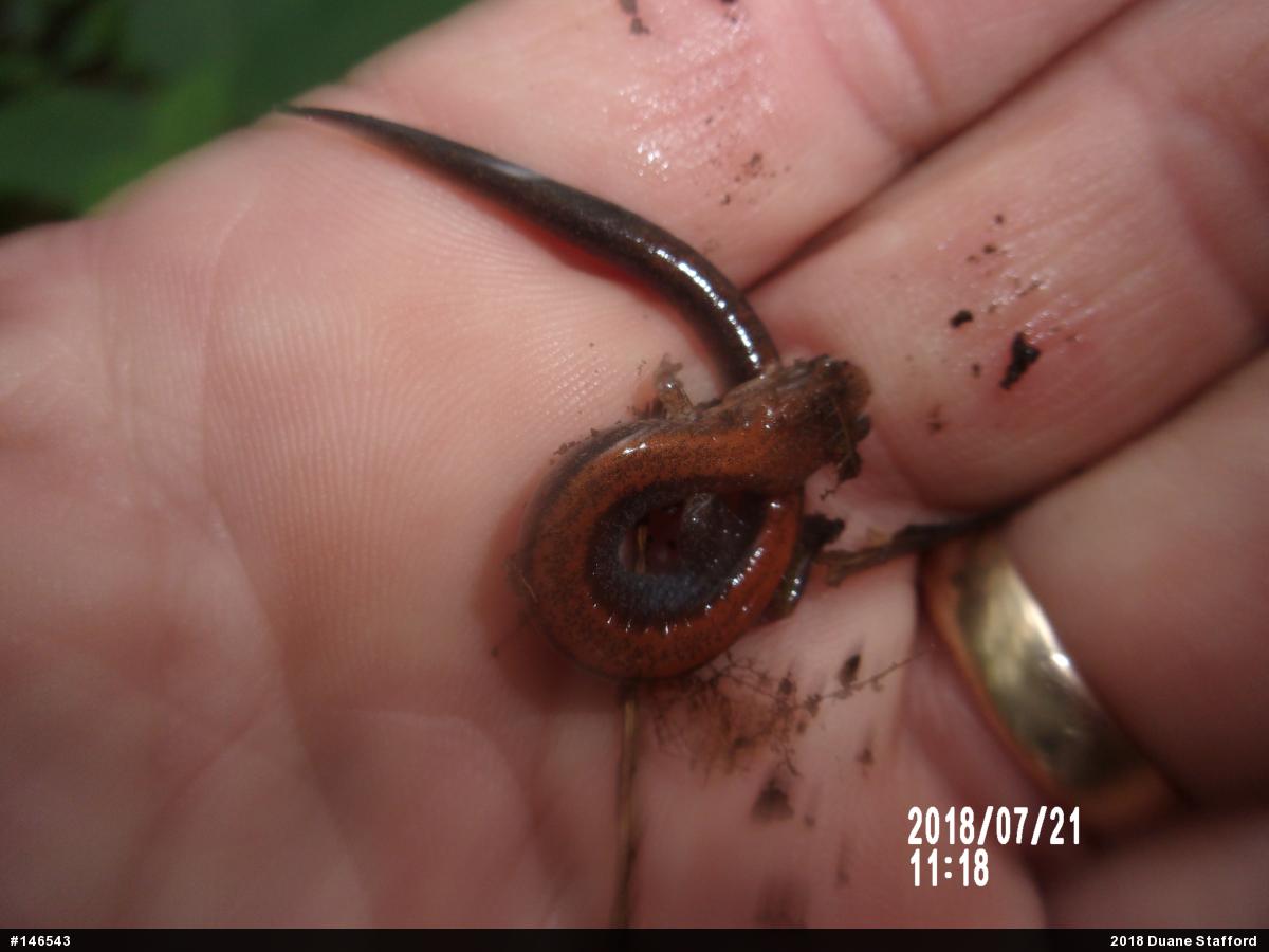 Eastern Red-backed  Salamander