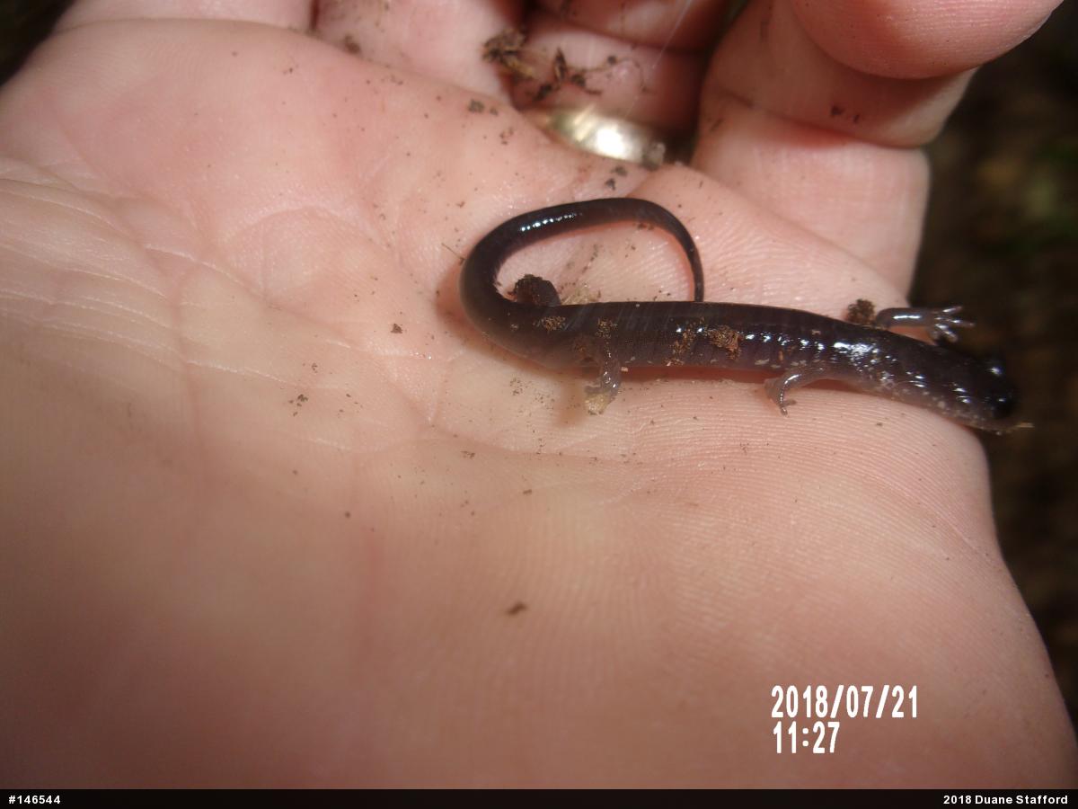Wehrle's Salamander