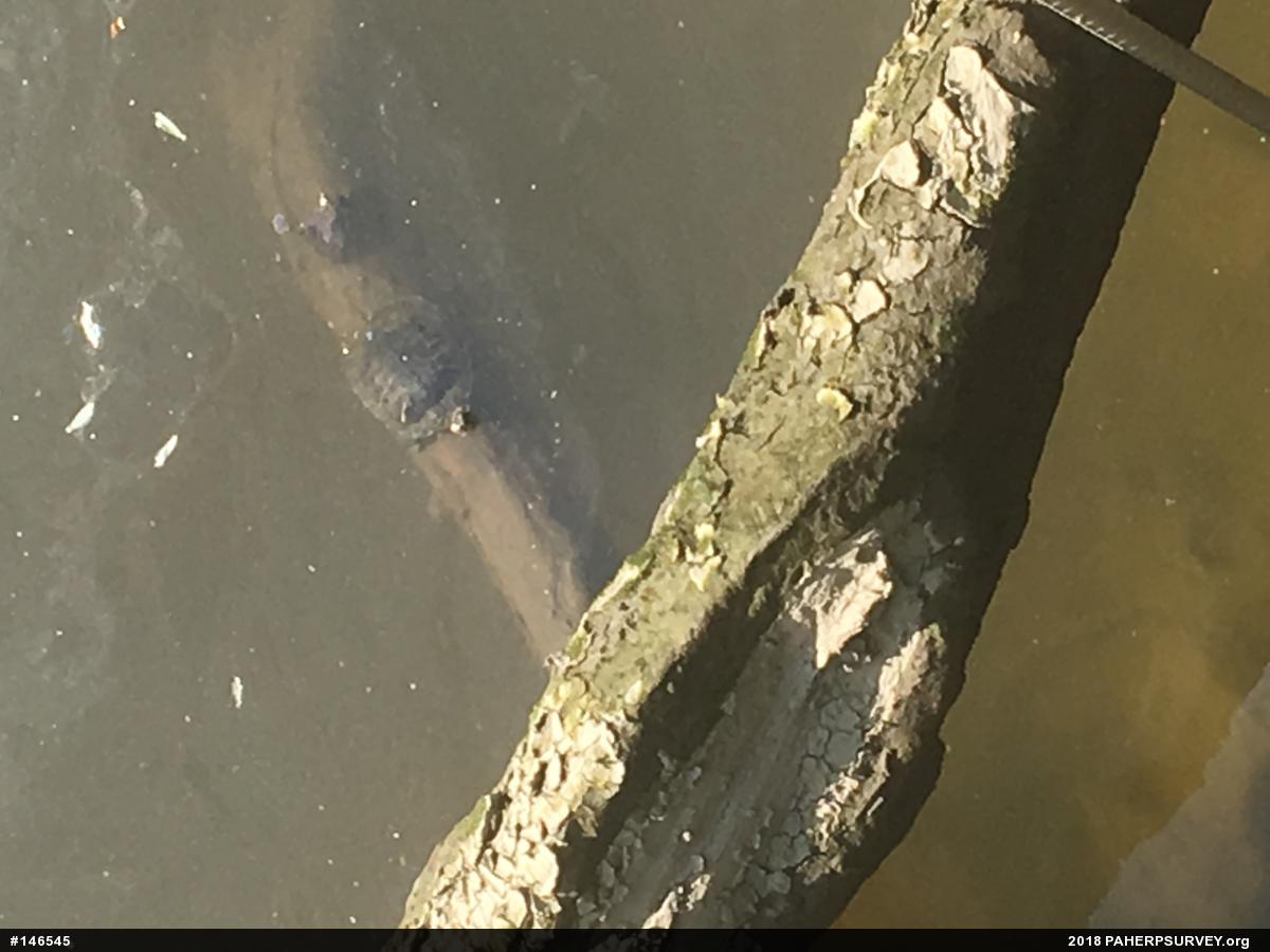 Pond Slider